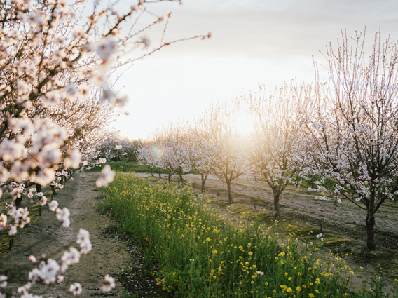 Larabar almond bloom